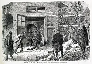 Castor: KILLING AN ELEPHANT 1871