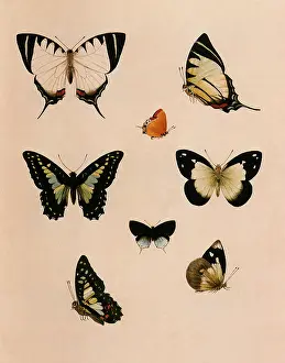 Whitehead: Kinabalu Butterflies