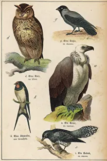 Jackdaw: FIVE KINDS OF BIRD