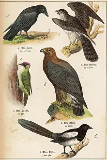 Magpie: FIVE KINDS OF BIRD