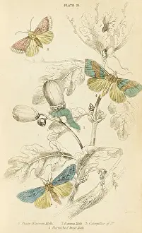 Gamma: THREE KINDS OF MOTH