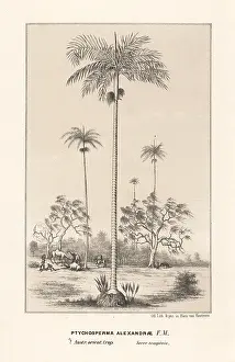 Alexandrae: King Alexander palm Archontophoenix alexandrae
