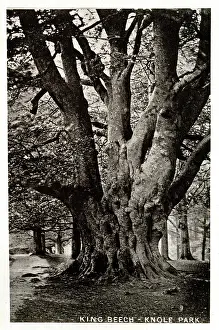 Sevenoaks: King Beech Tree, Knole Park, Kent