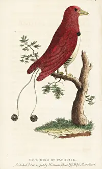 Regius: King bird of paradise, Cicinnurus regius