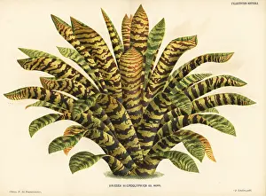 Vriesea: King of the bromeliads, Vriesea hieroglyphica