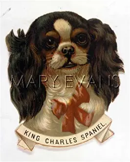 Tricouleur: KING CHARLES SCRAP HEAD
