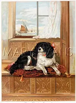 Comfortably: KING CHARLES ON SEAT