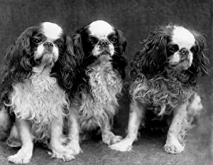 Generations: KING CHARLES SPANIEL