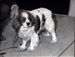 Aquarius: King Charles Spaniel champion at Crufts