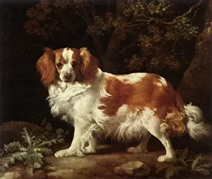 Soulful: King Charles Spaniel, by Stubbs