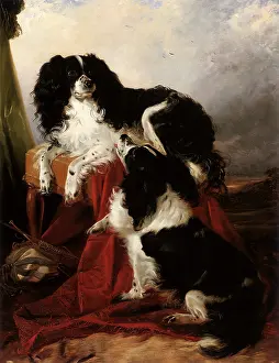 Ansdell: King Charles Spaniels