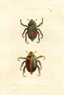 Brassy: King Christmas beetle and Christmas beetle