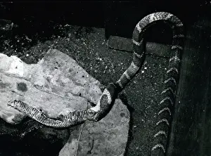Prop: King Cobra snake