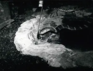 Believing: King Cobra snake