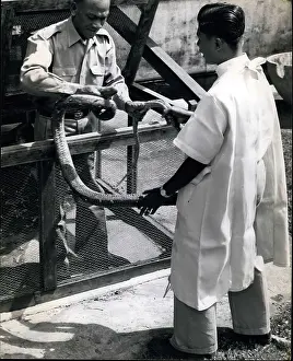 Grappling: King cobra at snake farm, Bangkok
