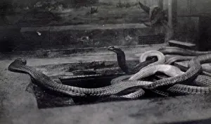 Cobras: King cobra, Zoological Gardens, Regents Park, London