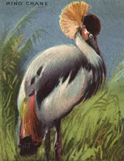 Dwellers: King Crane