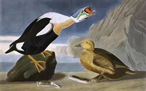 Spectabilis: King Duck, by John James Audubon