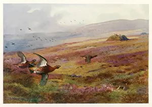 Grouse: King Edward VII - Grouse Moor