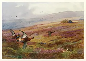 Moor: King Edward VII - Grouse Moor
