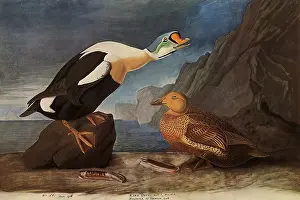Spectabilis: King Eider Ducks