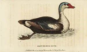 Spectabilis: King eider, Somateria spectabilis