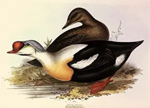 Spectabilis: King Eider, Somateria spectabilis
