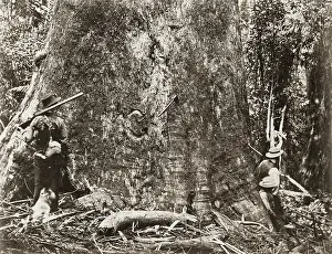 Eucalyptus: King Eucalyptus