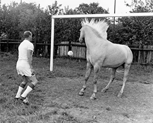 Goalposts: King, the football-playing stallion