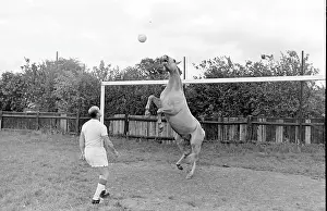Goalposts: King, the football-playing stallion