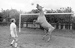 King, the football-playing stallion