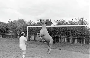 Goalposts: King, the football-playing stallion