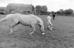 Goalposts: King, the football-playing stallion