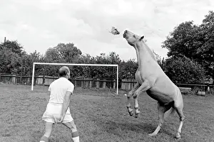Goalposts: King, the football-playing stallion