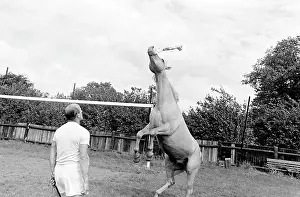 King, the football-playing stallion