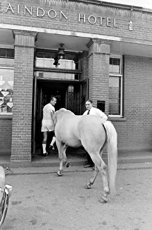 Foyle: King, the football-playing stallion