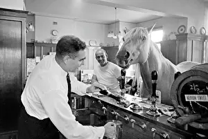 Publican: King, the football-playing stallion