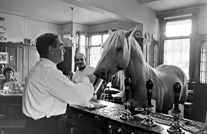 Publican: King, the football-playing stallion