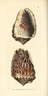 Tuberosa: King helmet shell, Cassia tuberosa