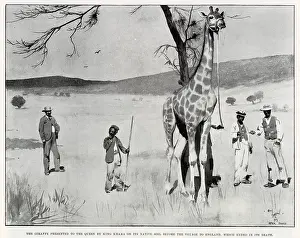 Bechuanaland: King Khana's Giraffe