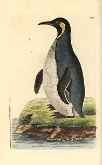 Patagonicus: King penguin, Aptenodytes patagonicus