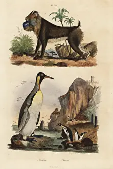 Fries: King penguin and mandrill