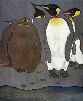 KING PENGUINS