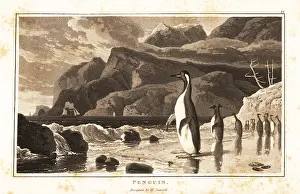 Spotting: King penguins on a beach, Southern Hemisphere