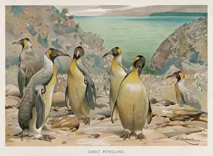 Kuhnert: KING PENGUINS (KUHNERT)