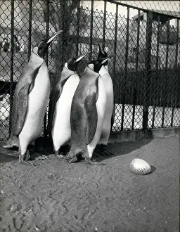 Elders: King penguins puzzled by strange egg