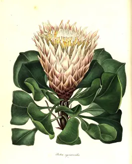 Protea: King protea or artichoke-like flowered protea