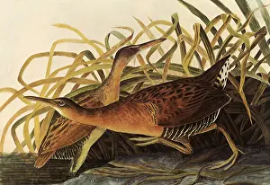 Drooping: King Rails
