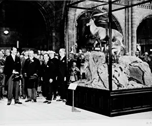 Bovidae: The King of Spain presenting an ibex, July 1927