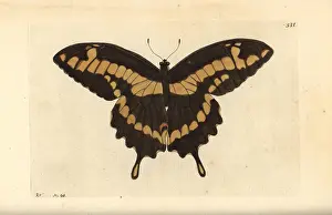Miscellany: King swallowtail butterfly, Papilio thoas